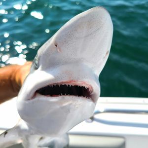Atlantic sharp nose shark